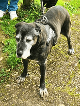 OHARA, Hund, Mischlingshund in Soltau