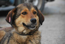 JOYCE, Hund, Mischlingshund in Simmerath - Bild 1
