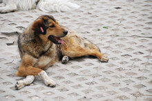JOYCE, Hund, Mischlingshund in Simmerath - Bild 2