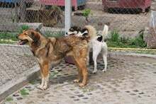 JOYCE, Hund, Mischlingshund in Simmerath - Bild 3