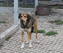 JOYCE, Hund, Mischlingshund in Simmerath - Bild 4