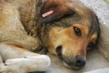 JOYCE, Hund, Mischlingshund in Simmerath - Bild 5