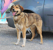 JOYCE, Hund, Mischlingshund in Simmerath - Bild 6