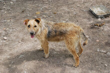 LIZZY, Hund, Mischlingshund in Bulgarien - Bild 3