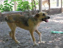 LIZZY, Hund, Mischlingshund in Bulgarien - Bild 4