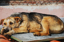 LIZZY, Hund, Mischlingshund in Bulgarien - Bild 5