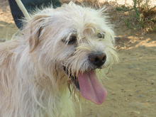 EINSTEIN, Hund, Mischlingshund in Gernsbach - Bild 5