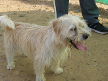 EINSTEIN, Hund, Mischlingshund in Gernsbach - Bild 6