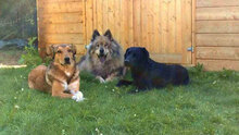 RAY, Hund, Mischlingshund in Pulheim - Bild 10