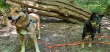 RAY, Hund, Mischlingshund in Pulheim - Bild 11