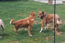 RAY, Hund, Mischlingshund in Pulheim - Bild 13