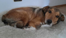 RAY, Hund, Mischlingshund in Pulheim - Bild 15