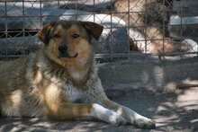 RAY, Hund, Mischlingshund in Pulheim - Bild 2