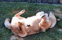 RAY, Hund, Mischlingshund in Pulheim - Bild 21