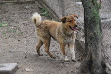 RAY, Hund, Mischlingshund in Berlin - Bild 3