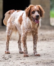 CASPER, Hund, Mischlingshund in Heiligenhaus - Bild 14