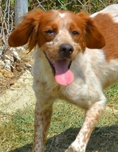 CASPER, Hund, Mischlingshund in Heiligenhaus - Bild 15