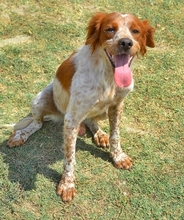 CASPER, Hund, Mischlingshund in Heiligenhaus - Bild 18