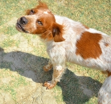 CASPER, Hund, Mischlingshund in Heiligenhaus - Bild 21