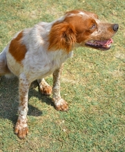 CASPER, Hund, Mischlingshund in Heiligenhaus - Bild 22