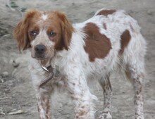 CASPER, Hund, Mischlingshund in Heiligenhaus - Bild 24