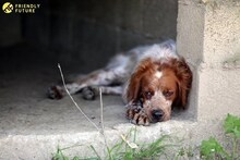 CASPER, Hund, Mischlingshund in Heiligenhaus - Bild 26