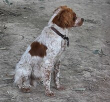 CASPER, Hund, Mischlingshund in Heiligenhaus - Bild 28