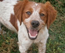 CASPER, Hund, Mischlingshund in Heiligenhaus - Bild 33