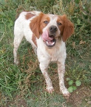 CASPER, Hund, Mischlingshund in Heiligenhaus - Bild 34