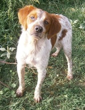 CASPER, Hund, Mischlingshund in Heiligenhaus - Bild 36