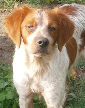 CASPER, Hund, Mischlingshund in Heiligenhaus - Bild 37