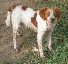 CASPER, Hund, Mischlingshund in Heiligenhaus - Bild 38
