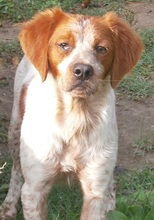 CASPER, Hund, Mischlingshund in Heiligenhaus - Bild 39