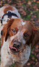 CASPER, Hund, Mischlingshund in Heiligenhaus - Bild 8