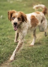 CASPER, Hund, Mischlingshund in Heiligenhaus - Bild 9