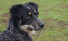 TINKERBELL, Hund, Australian Shepherd-Border Collie-Mix in Appenzell - Bild 4