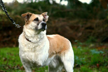 BARRY, Hund, Mischlingshund in Wiesmoor - Bild 6