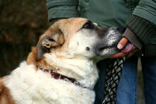 BARRY, Hund, Mischlingshund in Wiesmoor - Bild 8