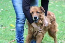 GOODWIN, Hund, Mischlingshund in Jülich - Bild 2