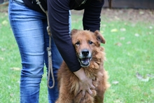 GOODWIN, Hund, Mischlingshund in Jülich - Bild 4