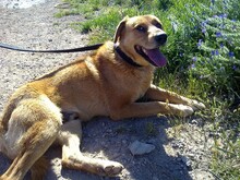EDDIE, Hund, Labrador-Mix in Griechenland - Bild 10