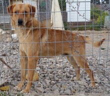 EDDIE, Hund, Labrador-Mix in Griechenland - Bild 11
