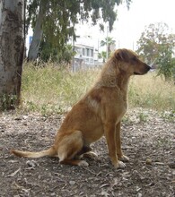 EDDIE, Hund, Labrador-Mix in Griechenland - Bild 2