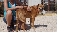 EDDIE, Hund, Labrador-Mix in Griechenland - Bild 3