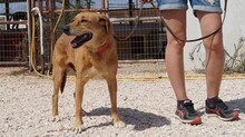 EDDIE, Hund, Labrador-Mix in Griechenland - Bild 4