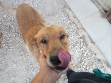 EDDIE, Hund, Labrador-Mix in Griechenland - Bild 6