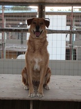 EDDIE, Hund, Labrador-Mix in Griechenland - Bild 8