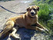 EDDIE, Hund, Labrador-Mix in Griechenland - Bild 9