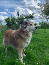 SKY, Hund, Mischlingshund in Travenbrück - Bild 12