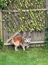 SKY, Hund, Mischlingshund in Travenbrück - Bild 13